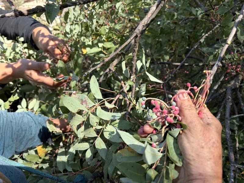 Menengiç, bu yıl Antalya’nın Akseki ilçesinde bol miktarda yetişerek yöre halkı için önemli bir gelir kaynağı haline gel
