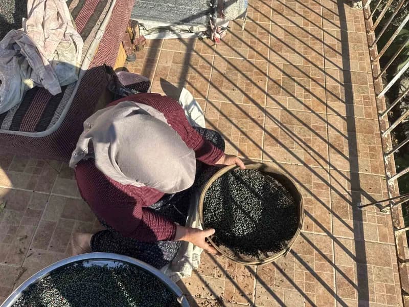 Menengiç, bu yıl Antalya’nın Akseki ilçesinde bol miktarda yetişerek yöre halkı için önemli bir gelir kaynağı haline gel