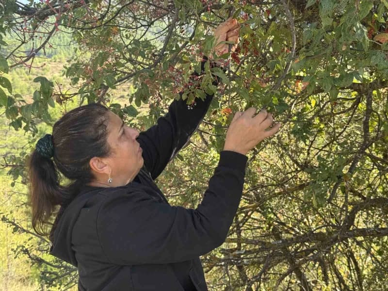 Menengiç, bu yıl Antalya’nın Akseki ilçesinde bol miktarda yetişerek yöre halkı için önemli bir gelir kaynağı haline gel