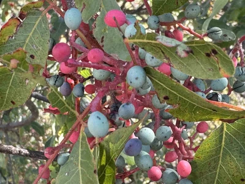 Menengiç, bu yıl Antalya’nın Akseki ilçesinde bol miktarda yetişerek yöre halkı için önemli bir gelir kaynağı haline gel