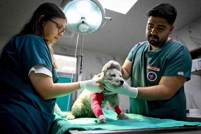Mersin Büyükşehir Belediyesi, 2019 yılından bu yana Kaşlı Hayvan Bakımevi ve Doğal Yaşam Alanında on binlerce hayvanın b