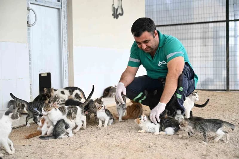 Mersin Büyükşehir Belediyesi, 2019 yılından bu yana Kaşlı Hayvan Bakımevi ve Doğal Yaşam Alanında on binlerce hayvanın b