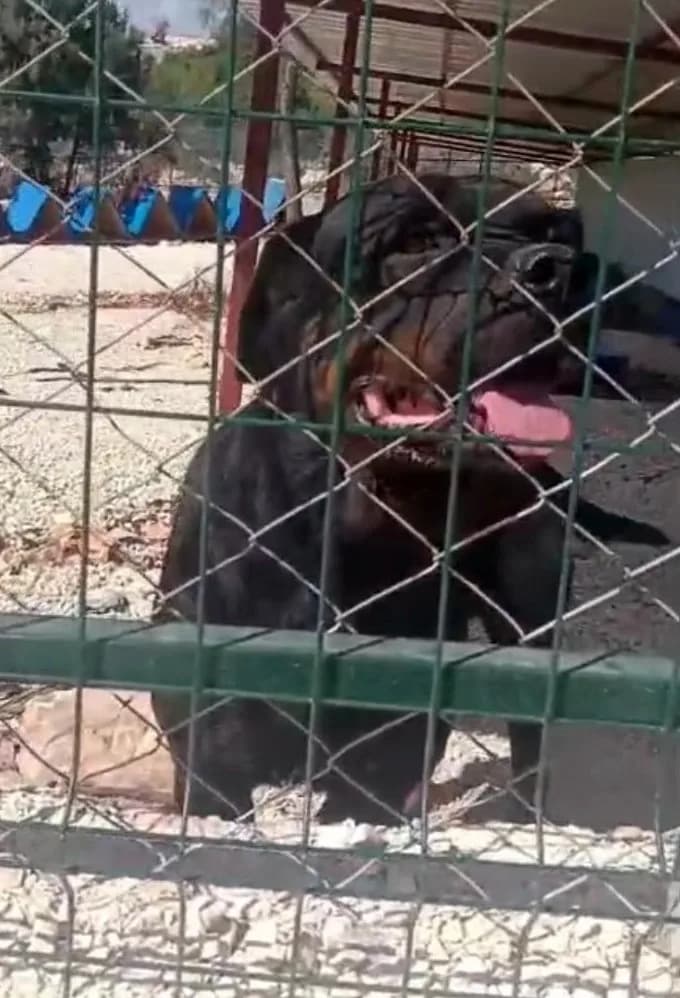 Saldırgan köpek