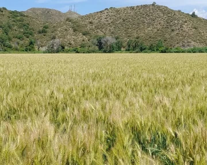 Muğla’da 9 bin 950 dekarda sertifikalı buğday tohumu üretildi