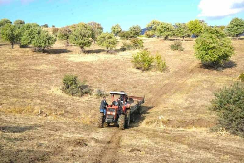 Muş merkeze 47 kilometre uzaklıktaki Bilek köyünde, yaklaşık 110 bin ahlat ağacında geleneksel armut hasadı devam ediyor
