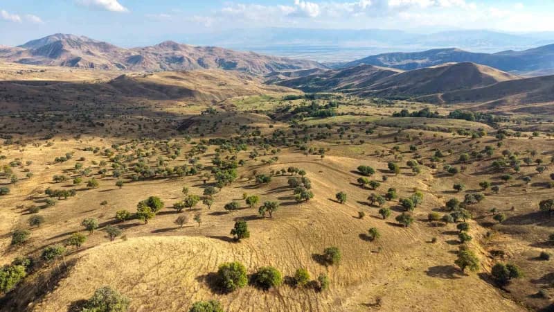 Muş merkeze 47 kilometre uzaklıktaki Bilek köyünde, yaklaşık 110 bin ahlat ağacında geleneksel armut hasadı devam ediyor