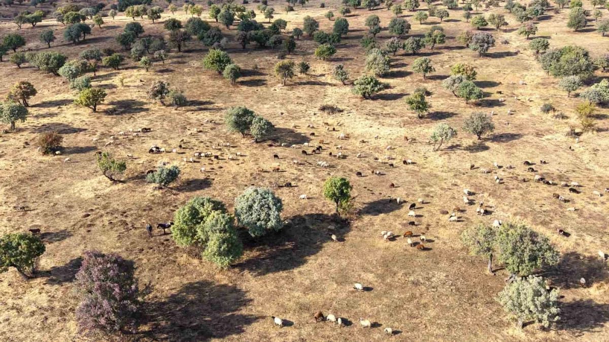 Muş merkeze 47 kilometre uzaklıktaki Bilek köyünde, yaklaşık 110 bin ahlat ağacında geleneksel armut hasadı devam ediyor