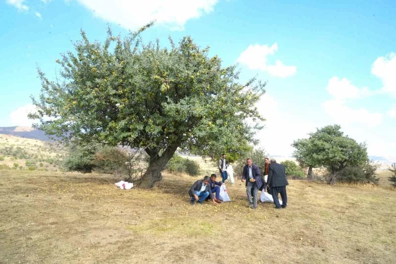 Muş merkeze 47 kilometre uzaklıktaki Bilek köyünde, yaklaşık 110 bin ahlat ağacında geleneksel armut hasadı devam ediyor