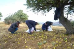 Muş Bilek köyünde 110 bin ahlat ağacında devam eden armut hasadı