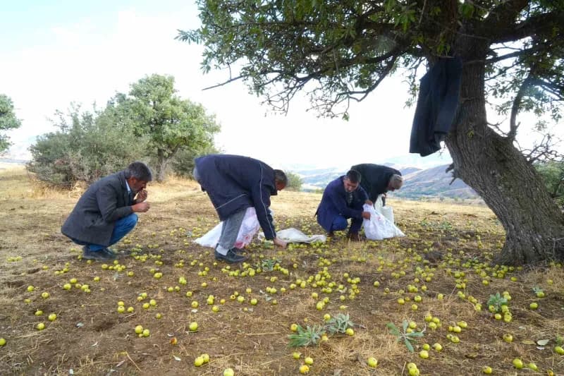 Muş Bilek köyünde 110 bin ahlat ağacında devam eden armut hasadı