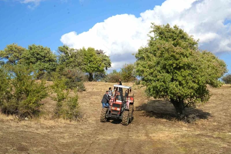 Muş merkeze 47 kilometre uzaklıktaki Bilek köyünde, yaklaşık 110 bin ahlat ağacında geleneksel armut hasadı devam ediyor
