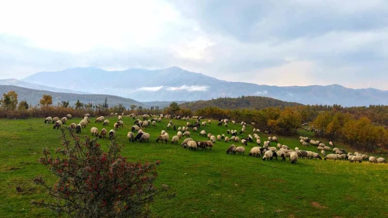 Muş yaylalarında yaklaşık 5 ay kalan göçerler, havaların soğumasıyla birlikte sürülerini alarak kış