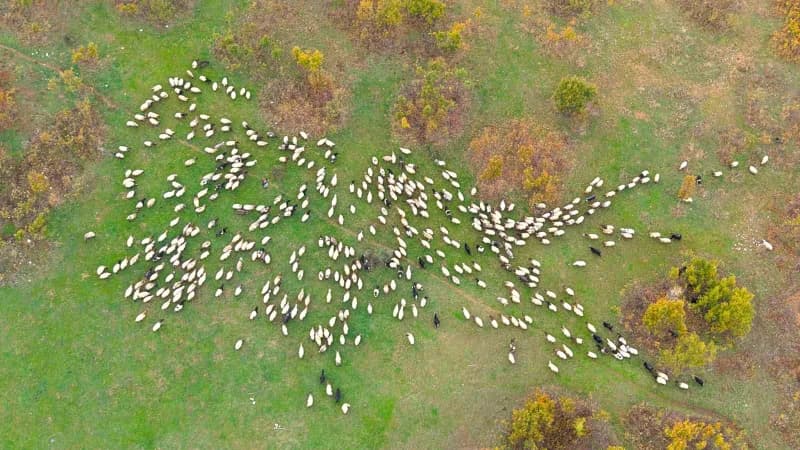 Muş yaylalarında yaklaşık 5 ay kalan göçerler, havaların soğumasıyla birlikte sürülerini alarak kış
