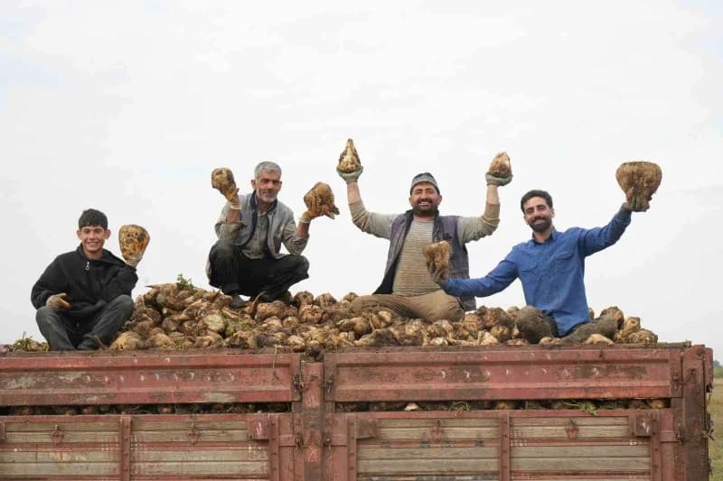 Muş’ta bin 600 üreticinin ekimini yaptığı yaklaşık 300 bin ton şeker pancarının ülke ekonomisine 2,5 milyar TL katkı sağ