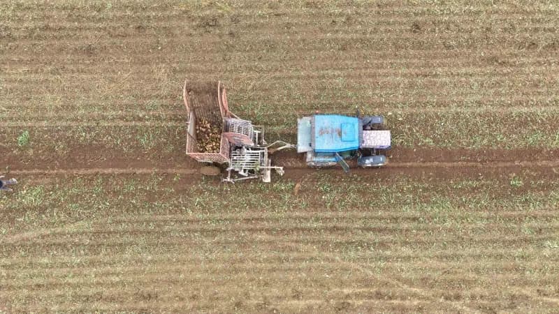 Muş’ta bin 600 üreticinin ekimini yaptığı yaklaşık 300 bin ton şeker pancarının ülke ekonomisine 2,5 milyar TL katkı sağ