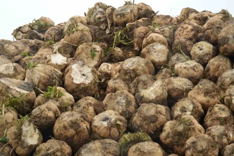 Muş’ta bin 600 üreticinin ekimini yaptığı yaklaşık 300 bin ton şeker pancarının ülke ekonomisine 2,5 milyar TL katkı sağ