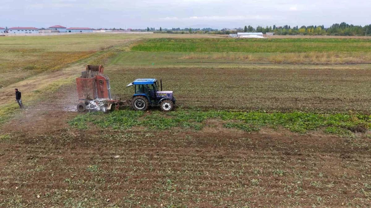 Muş Ovası’nda şeker pancarı tarlasında hasat yapan çiftçiler ve traktörler