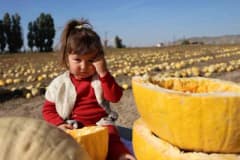Nevşehir’de çerezlik kabak çekirdeği hasadı sırasında tarla ve katılımcılar