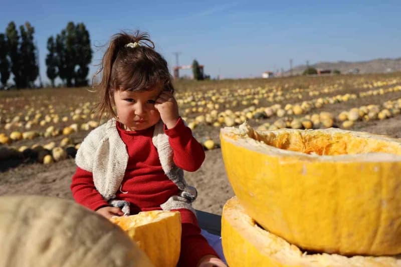Nevşehir’de çerezlik kabak çekirdeği hasadı sırasında tarla ve katılımcılar