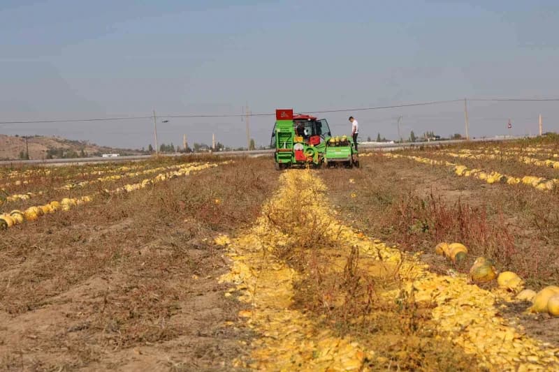 Nevşehir'de çerezlik kabak çekirdeğinin hasadı gerçekleştirildi.