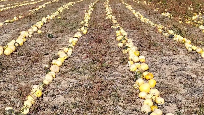 Nevşehir'de çerezlik kabak çekirdeğinin hasadı gerçekleştirildi.