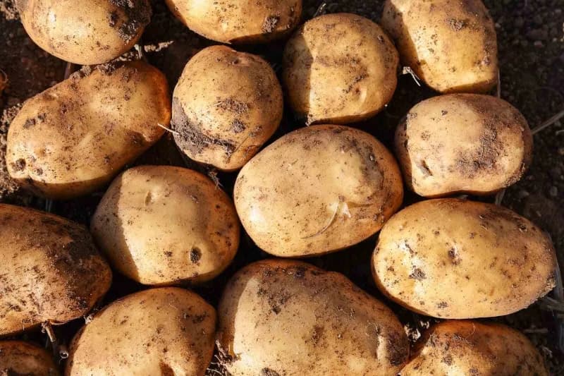 Patates Araştırma Enstitüsü tarafından yerli tohumların verimliliğini artırmak ve üretimini yaygınlaştırmak amacıyla yür