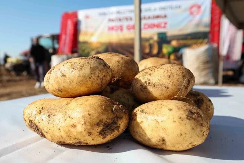 Program, yerli ve milli Patates çeşitlerinin hasadının gerçekleştirilmesiyle sona erdi.
