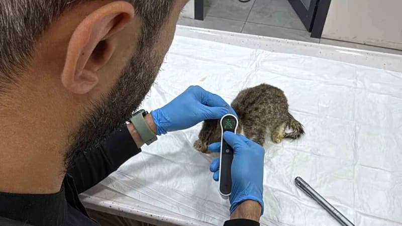 Tokat’ta binlerce kişinin mide bulantısı, kusma ve karın ağrısı şikâyetleriyle hastanelere başvurmasının ardından, kedi