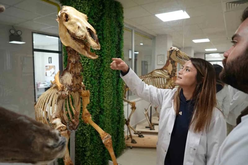 Ondokuz Mayıs Üniversitesi (OMÜ) Veteriner Fakültesi Anatomi Anabilim Dalı bünyesinde oluşturulan ko