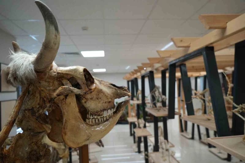 Yaklaşık 20 yıllık birikimle oluşturulan koleksiyonda, 40 farklı türe ait 150’ye yakın iskelet bulun