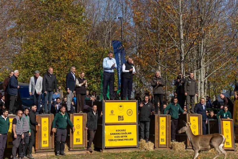 Avrupa’nın en büyük doğal yaşam parklarından Ormanya’da yetiştirilen 9 Kızıl Geyik daha Kuzuyayla’da