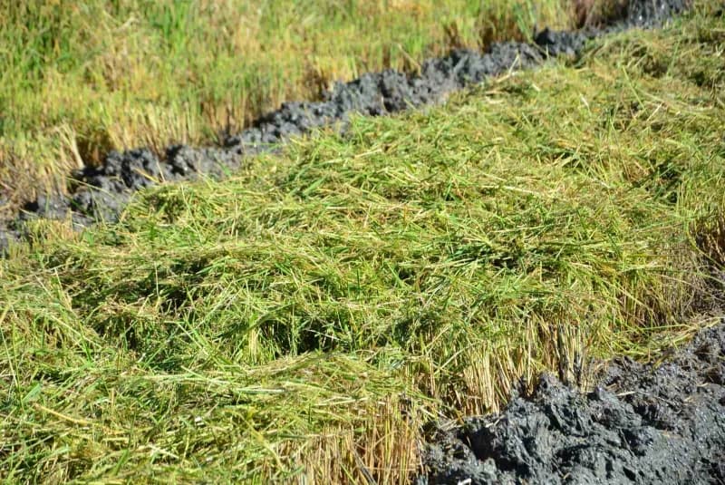 Çorum'un Osmancık bölgesinde çeltik hasat süreci başladı