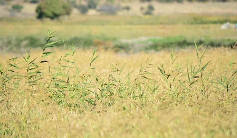 Çorum'un Osmancık bölgesinde çeltik hasat süreci başladı