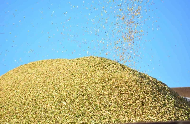 Çorum'un Osmancık bölgesinde çeltik hasat süreci başladı