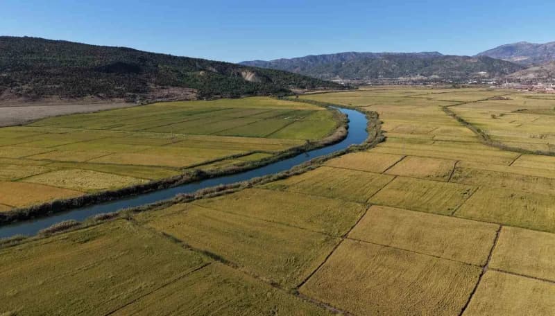 Çorum'un Osmancık bölgesinde çeltik tarlaları dronla havadan görüntülend