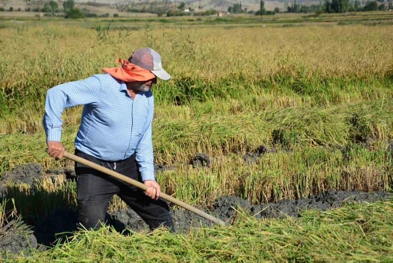 Çorum'un Osmancık bölgesinde çeltik hasat süreci başladı