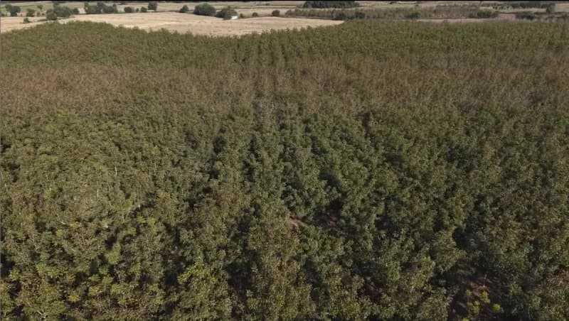 Osmaniye’de 150 dönümlük arazide 4 bin ceviz ağacında hasat başladı