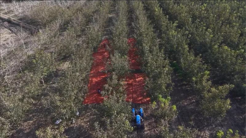 Osmaniye’de 150 dönümlük arazide 4 bin ceviz ağacında hasat başladı