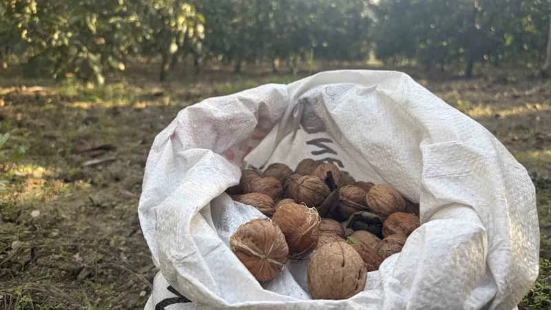 Osmaniye’de 150 dönümlük arazide 4 bin ceviz ağacında hasat başladı