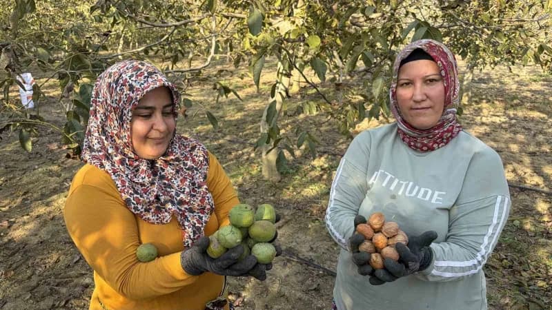 Osmaniye’de 150 dönümlük arazide 4 bin ceviz ağacında hasat başladı