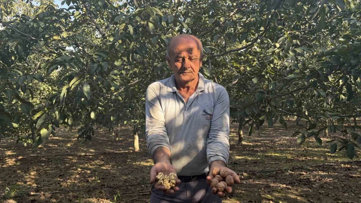 Osmaniye’de 150 dönümlük arazide 4 bin ceviz ağacında hasat başladı