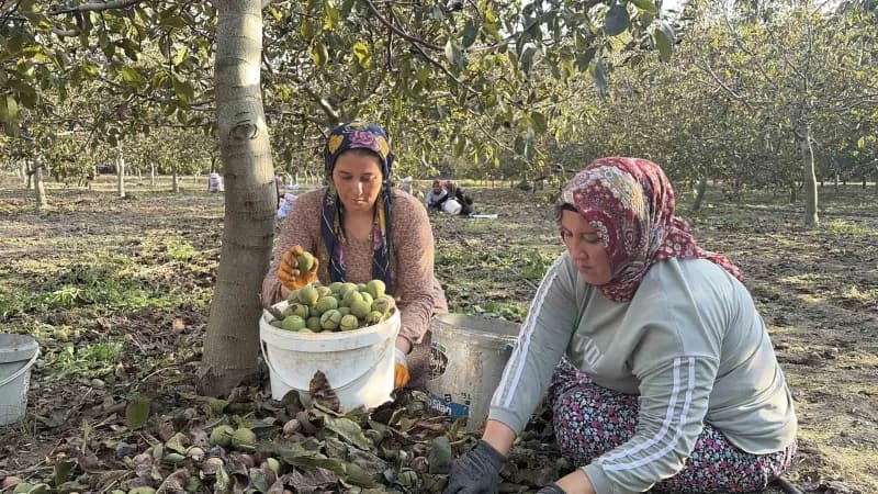 Osmaniye’de 150 dönümlük arazide 4 bin ceviz ağacında hasat başladı