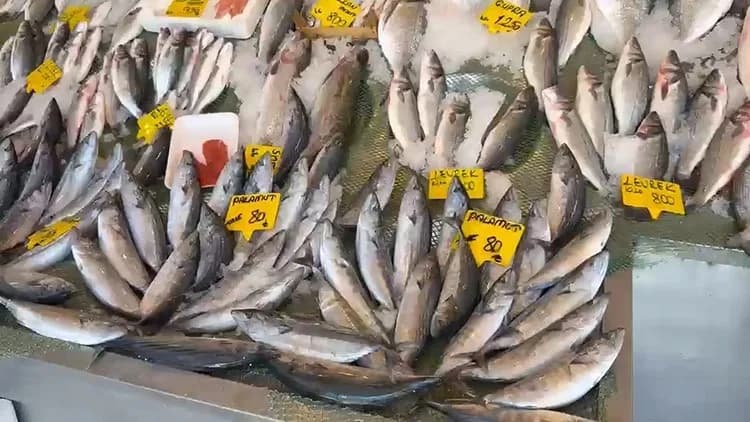 İstanbul’da palamut bolluğunu anlatan deneyimli balıkçı Kenan Balcı deniz kenarında açıklama yapıyor