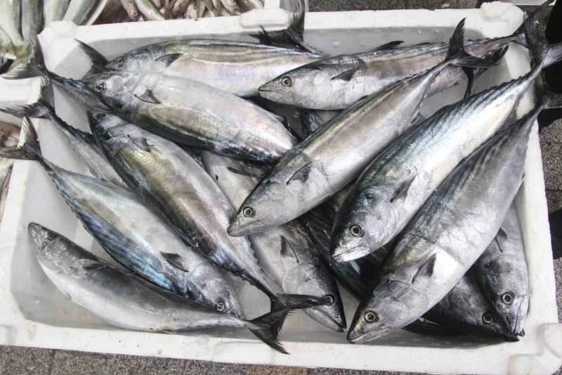 5 tanesi 200 lira olan palamut