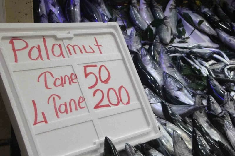 Palamut tanesi 50 lira