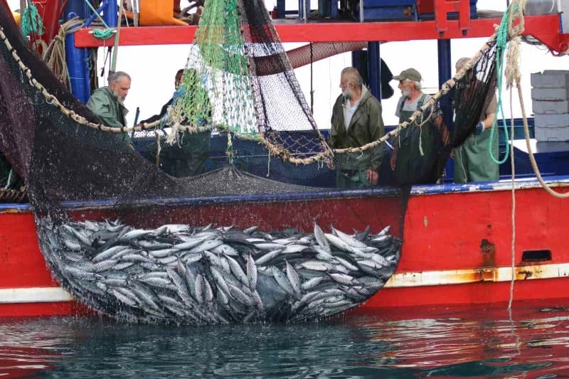 Karadeniz’de palamut balıklarının tezgahlarda bolca yer aldığı ve fiyatların düştüğü görüntü