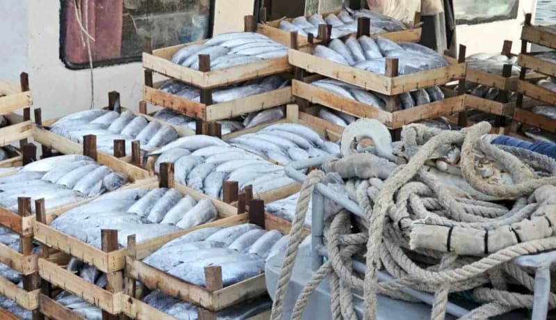 Kastamonu’nun Karadeniz’e sahibi bulunan Cide ilçesinde palamut bereketi yaşanıyor. Palamut bolluğu nedeniyle kiloluk ba