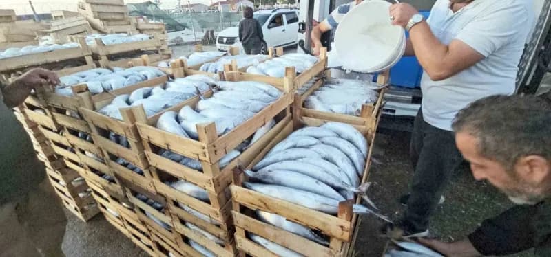Kastamonu Cide’de tezgahlarda satılan kiloluk palamut balıkları