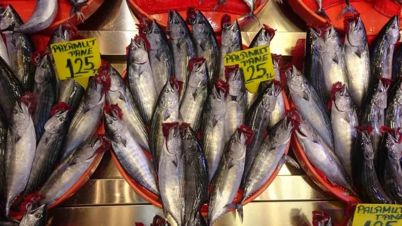 Trabzon’da sezon başından bu yana bol avlanan palamut büyüyerek tezgahlardaki yerini koruyor. Sezon başında 300-500 gram