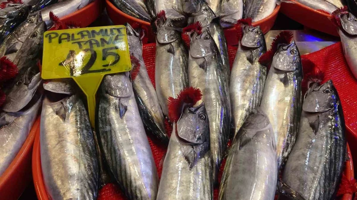 Trabzon’da sezon başından bu yana bol avlanan palamut büyüyerek tezgahlardaki yerini koruyor. Sezon başında 300-500 gram